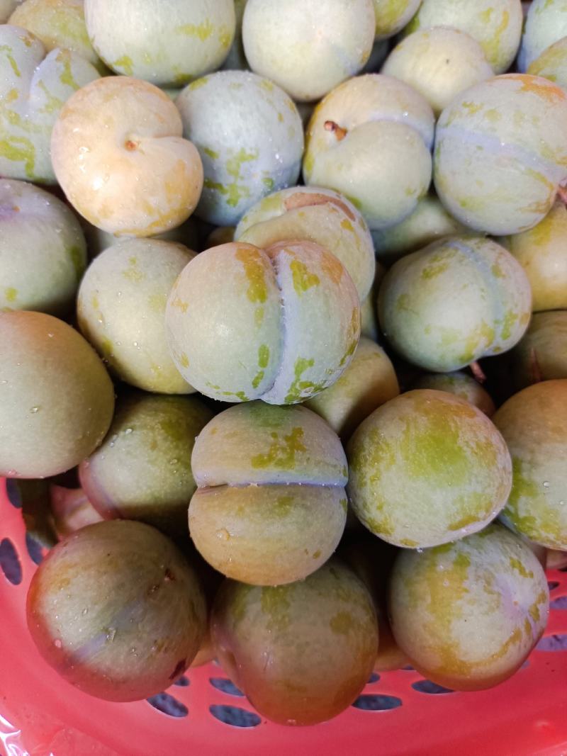 贵州镇宁六马蜂糖李