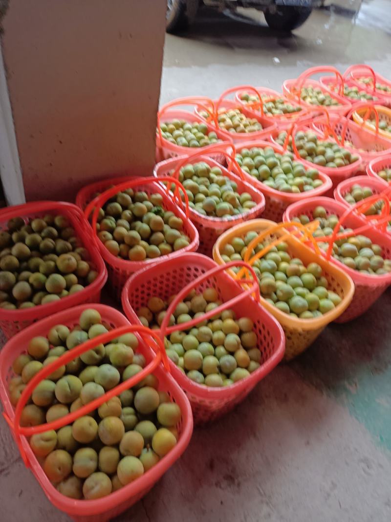 贵州镇宁六马蜂糖李