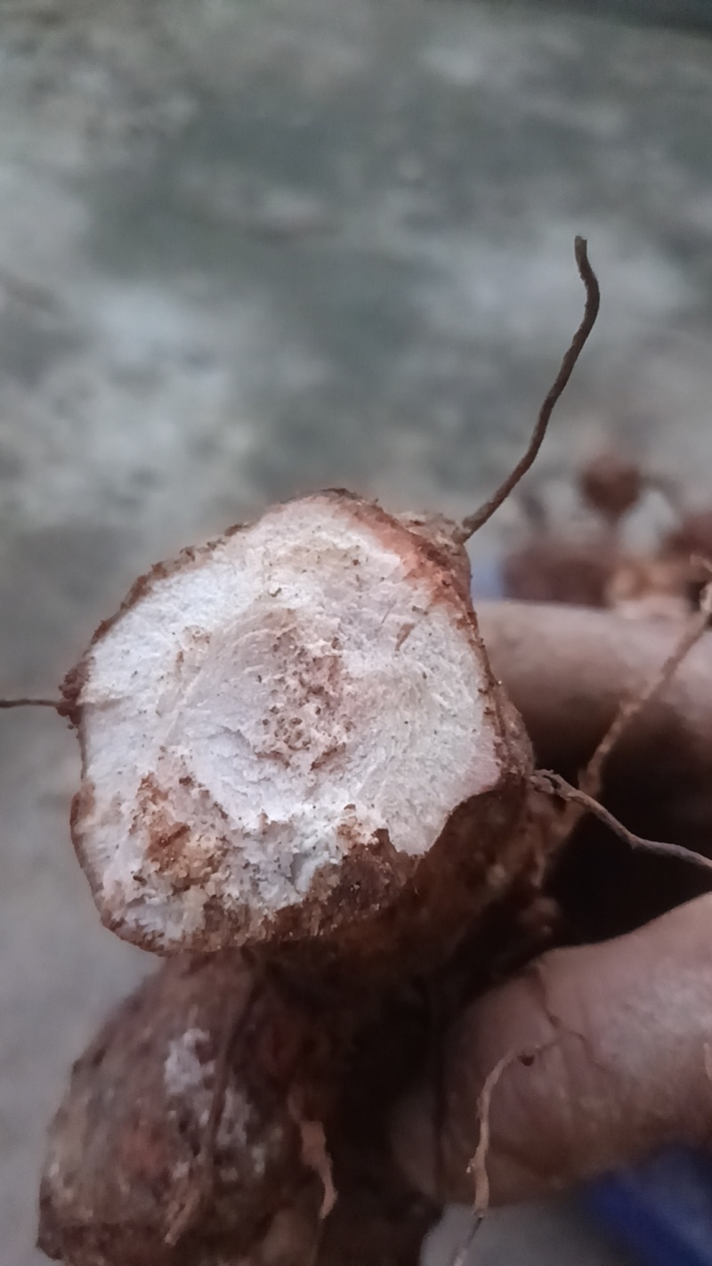 土茯苓