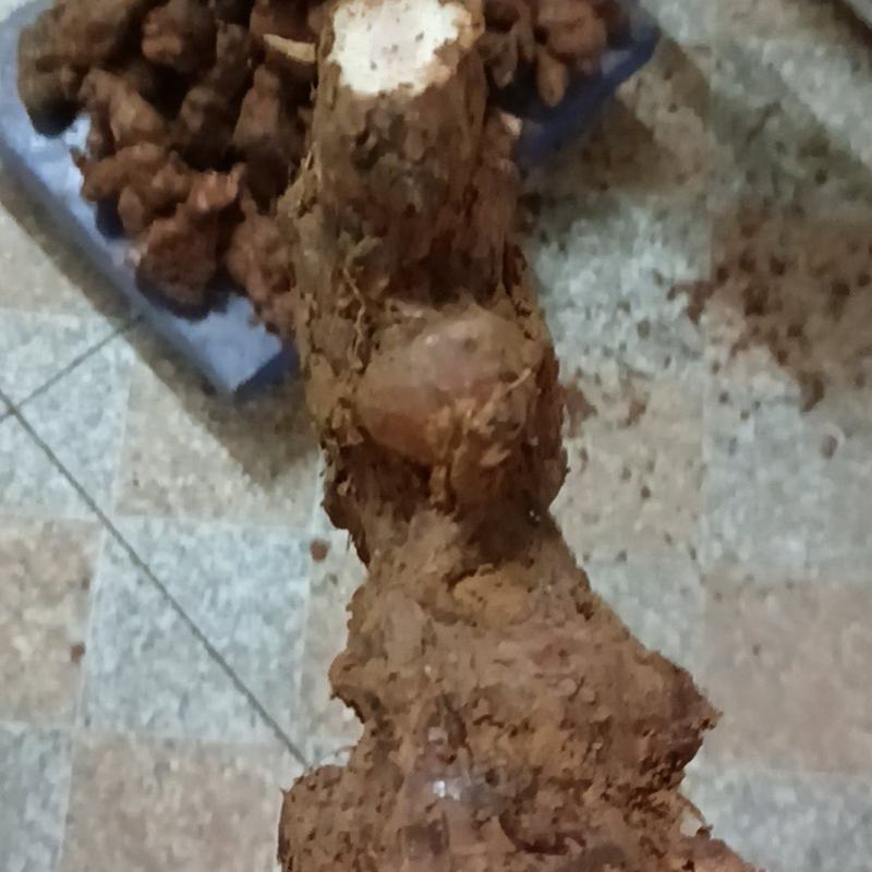 土茯苓