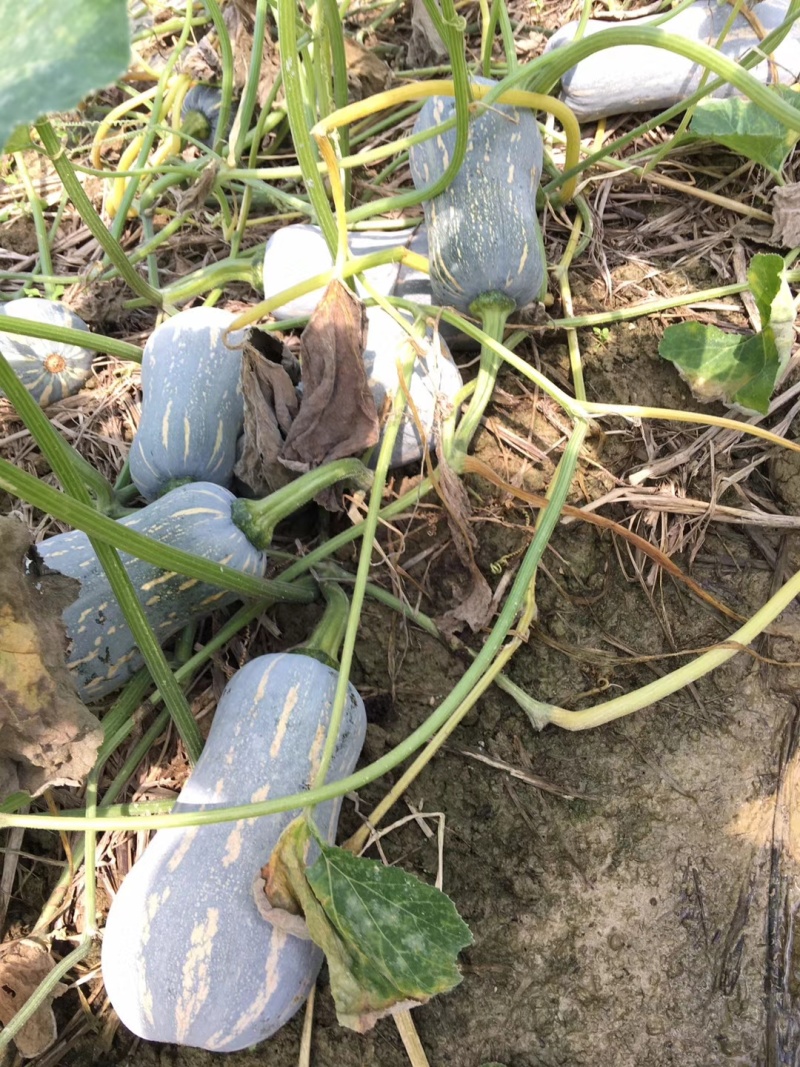 花生瓜，773南瓜，金香南瓜，金韩，出口越南