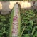 彩甜糯大量上市！欢迎各大经销商，加工厂来对接