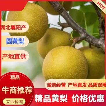圆黄梨上市中，供应市场，超市，电商平台。