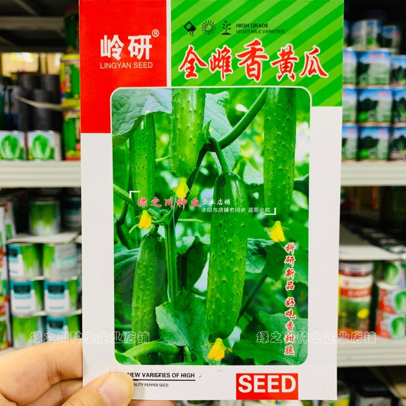 东北旱黄瓜种子好吃香甜脆黄瓜种子全雌香黄瓜种籽春秋瓜种子