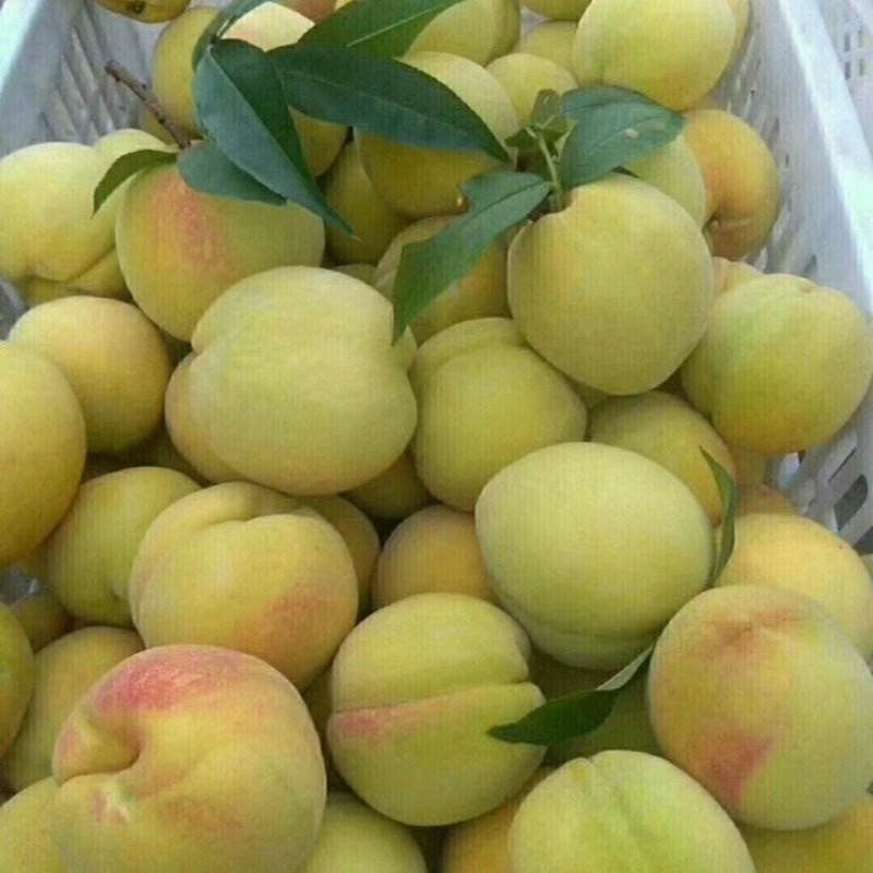 黄桃