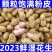 新鲜花生