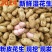新鲜花生