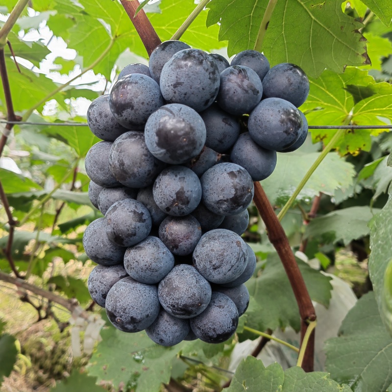 丹棱露天夏黑葡萄口感甜，颗粒大，颜色黑