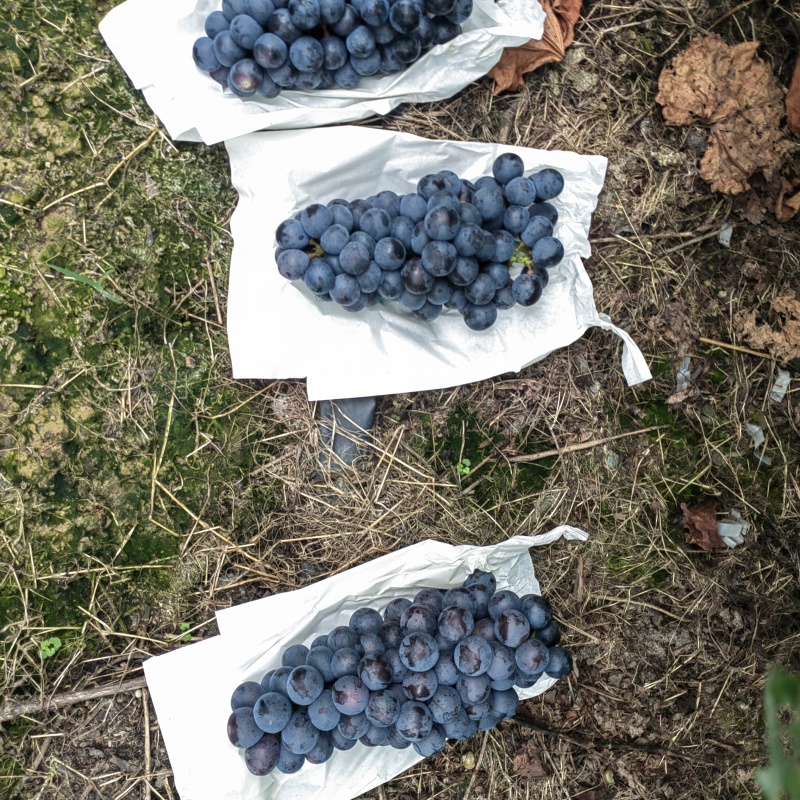 丹棱露天夏黑葡萄口感甜，颗粒大，颜色黑