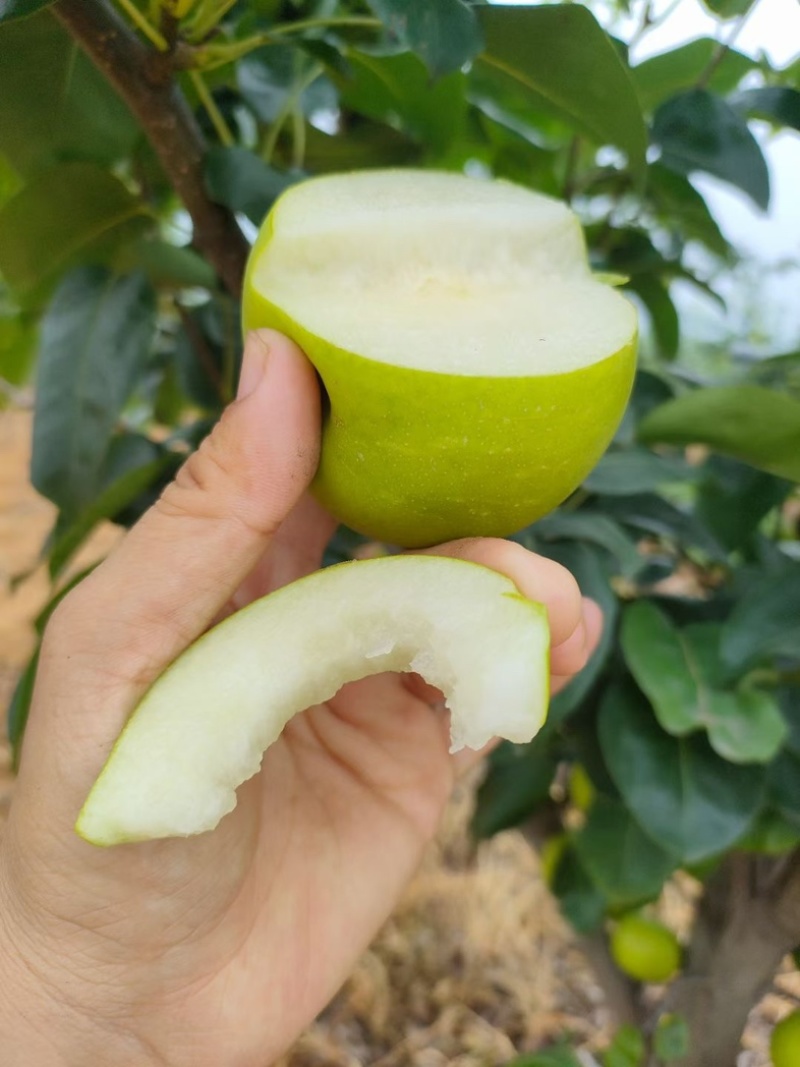 湖北翠玉梨子，青皮梨子一件代发快递口感纯甜
