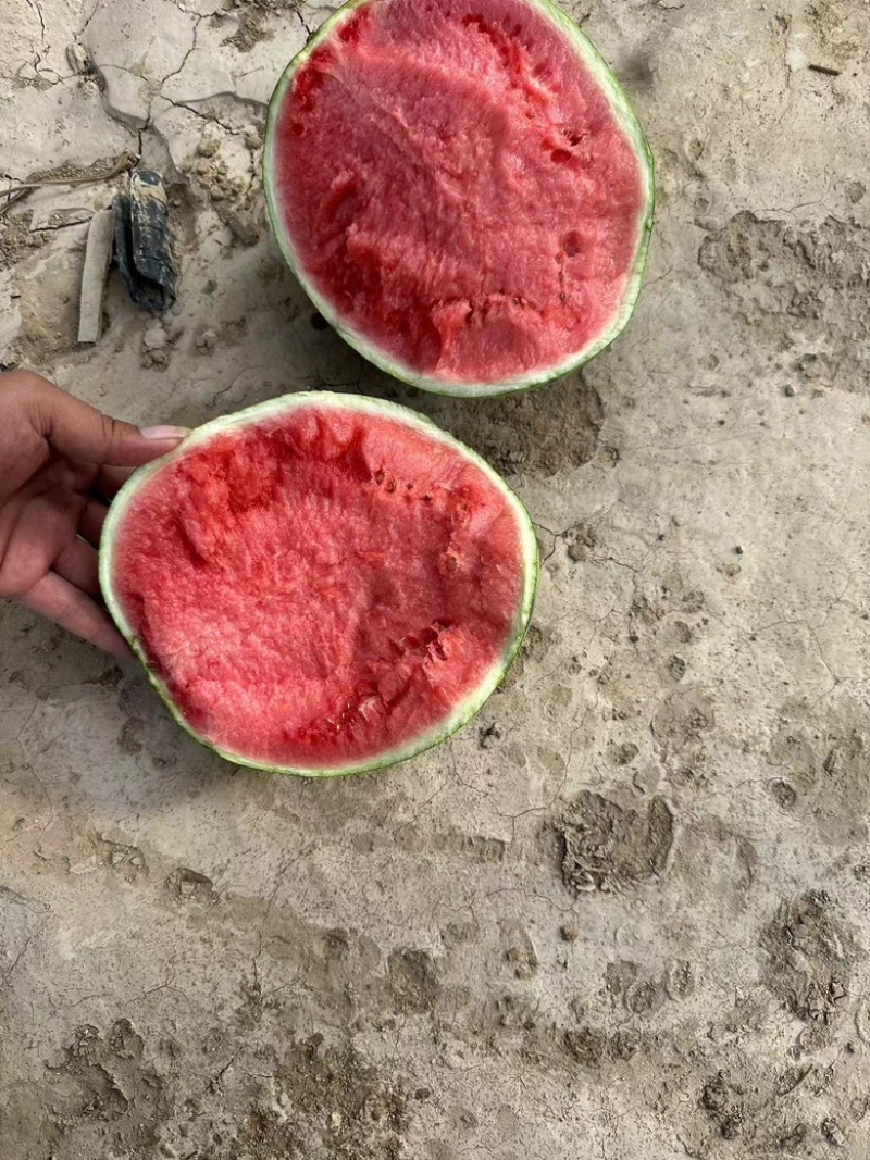 精品美都西瓜/产地直发/一手货源/量大价优/欢迎致电