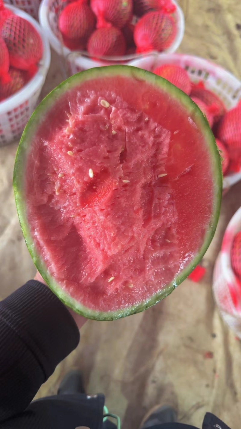精品美都西瓜/产地直发/一手货源/量大价优/欢迎致电