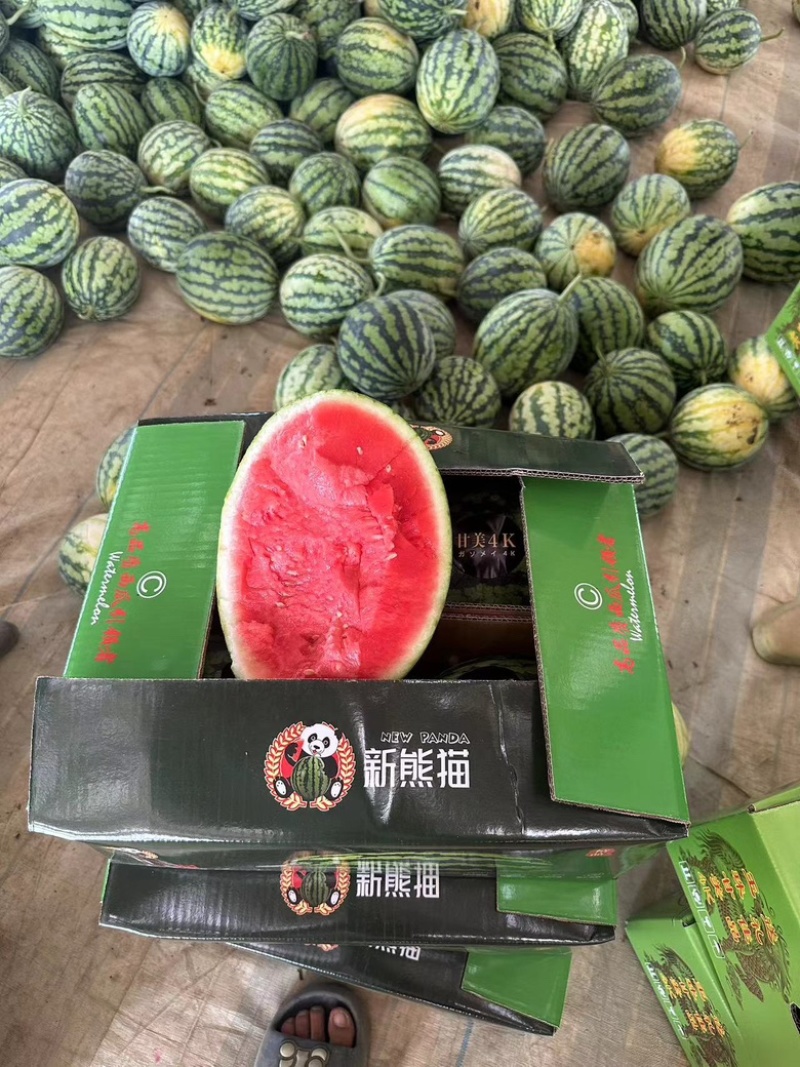 精品美都西瓜/产地直发/一手货源/量大价优/欢迎致电
