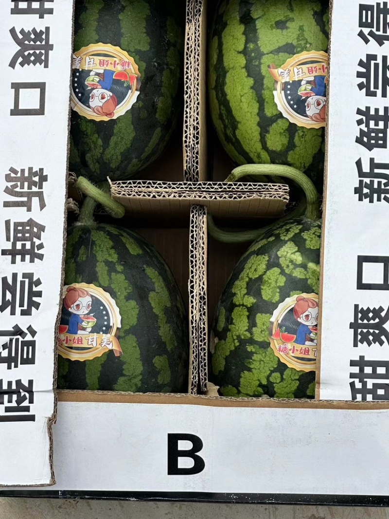 精品美都西瓜/产地直发/一手货源/量大价优/欢迎致电