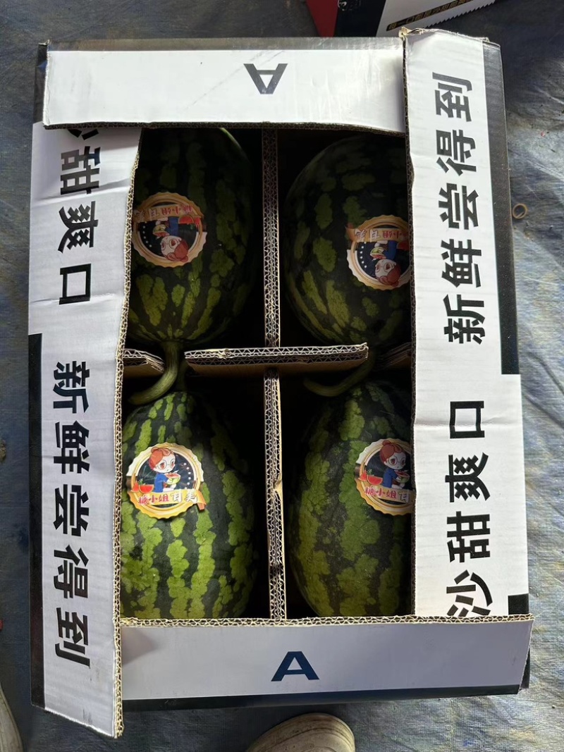 精品美都西瓜/产地直发/一手货源/量大价优/欢迎致电