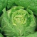 宁夏大白菜精品白菜现货大量供应产地专业代办代收保质保量