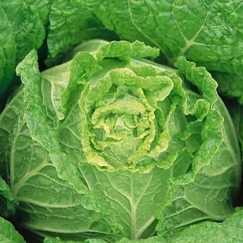 宁夏大白菜精品白菜现货大量供应产地专业代办代收保质保量