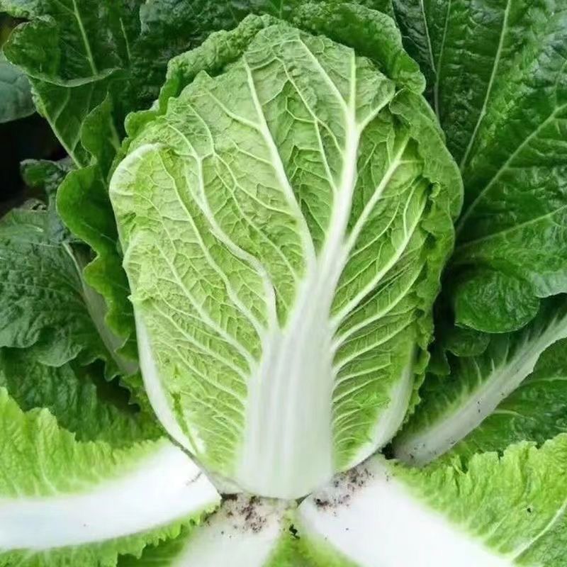 宁夏大白菜精品白菜现货大量供应产地专业代办代收保质保量