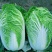 宁夏大白菜精品白菜现货大量供应产地专业代办代收保质保量