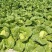 宁夏大白菜精品白菜现货大量供应产地专业代办代收保质保量