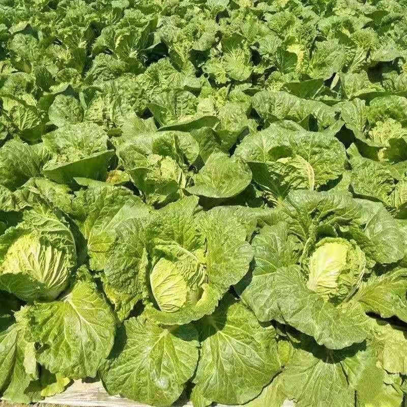 宁夏大白菜精品白菜现货大量供应产地专业代办代收保质保量