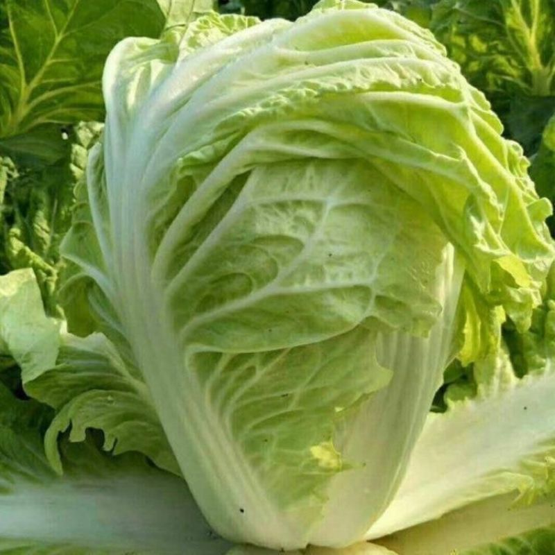 宁夏大白菜精品白菜现货大量供应产地专业代办代收保质保量