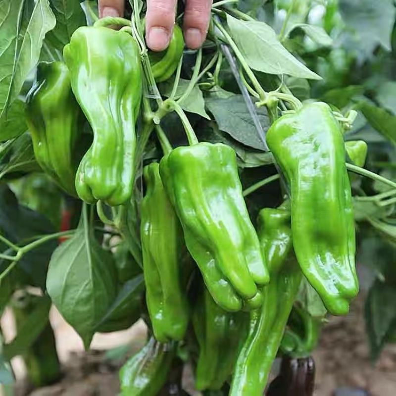 洛椒98A大果丰产型改进型辣椒种子牛角椒种籽薄皮青菜椒种