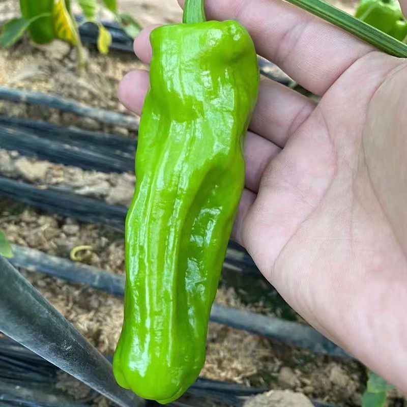洛椒98A大果丰产型改进型辣椒种子牛角椒种籽薄皮青菜椒种