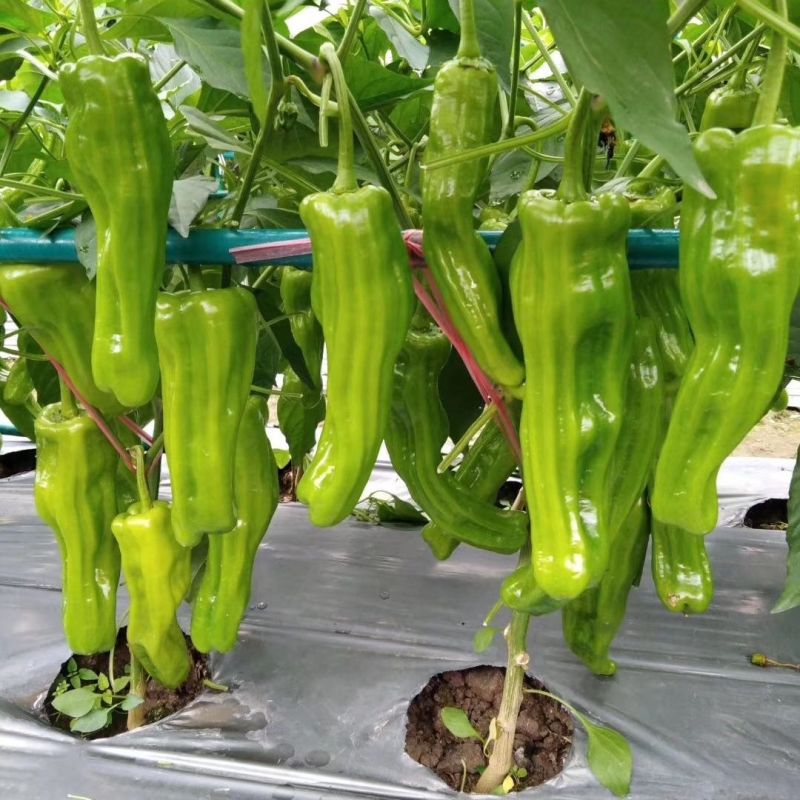 洛椒98A大果丰产型改进型辣椒种子牛角椒种籽薄皮青菜椒种