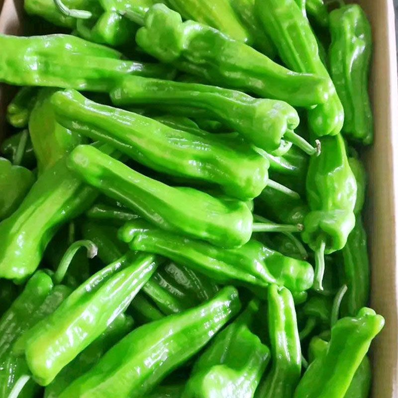 洛椒98A大果丰产型改进型辣椒种子牛角椒种籽薄皮青菜椒种