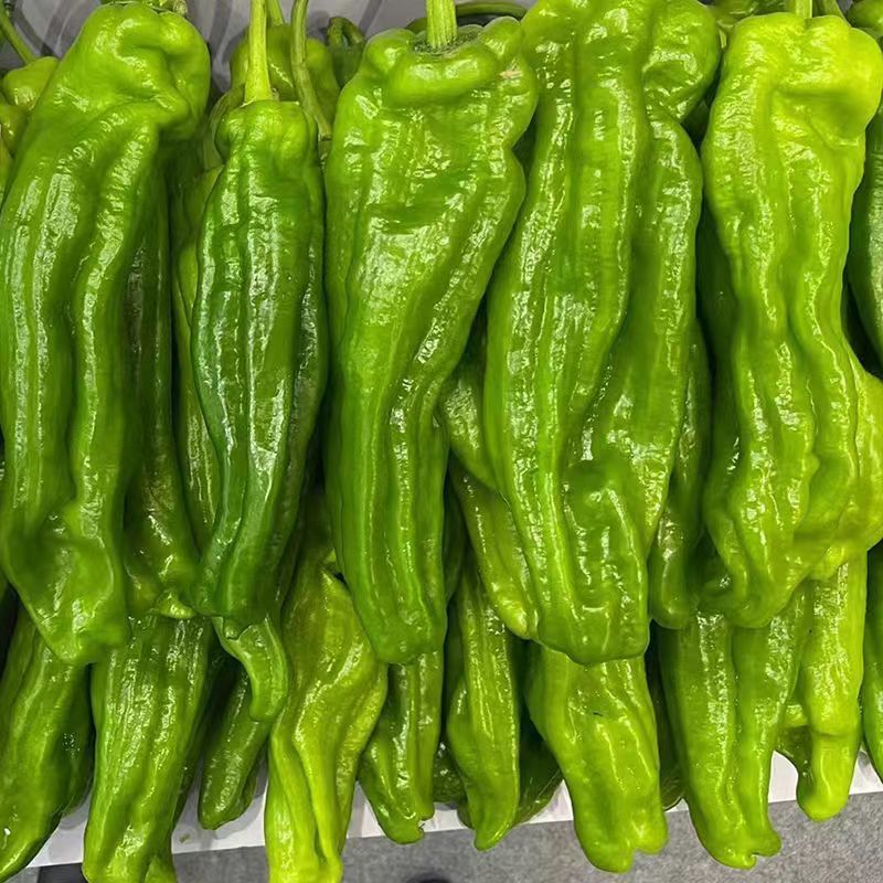 洛椒98A大果丰产型改进型辣椒种子牛角椒种籽薄皮青菜椒种