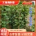 四川三角梅藤条、宜宾三角梅杯苗、红花三角梅紫花三角梅苗