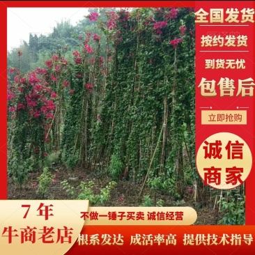 四川基地直发各种三角梅藤条、条子货、高度50-2米、