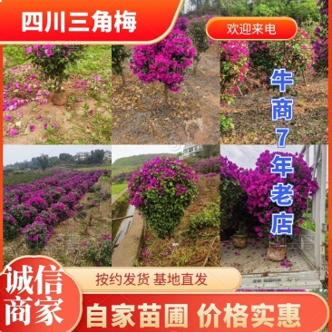 四川宜宾三角梅精品笼子高度1-1.2成活率高大量有货