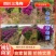 四川宜宾三角梅精品笼子高度1-1.2成活率高大量有货