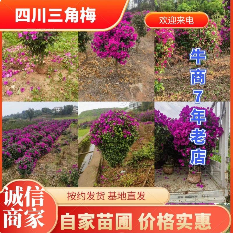 四川宜宾三角梅精品笼子高度1-1.2成活率高大量有货