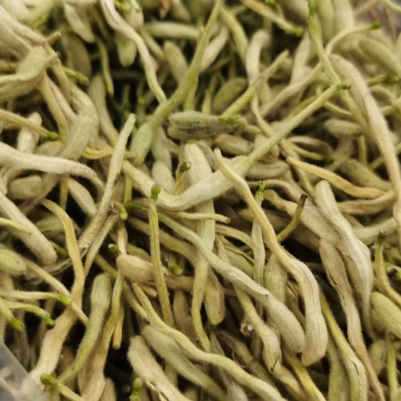 河南选金银花品质保证诚信经营欢迎联系厂家发货价格优惠
