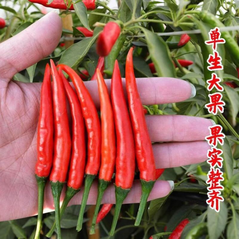 绵蔬蜀辣火红朝天椒种子超辣大红单生指天椒尖椒种籽春秋播