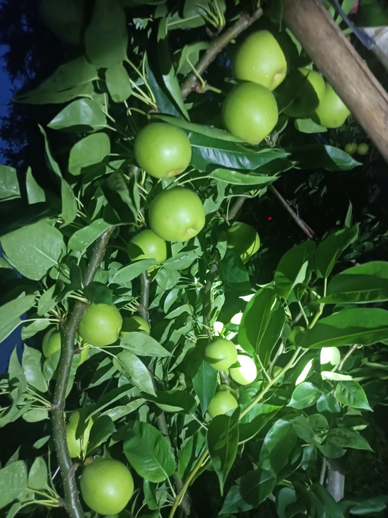 上海崇明岛早熟酥脆一号蜜梨，有机种植甜度高口感更好！