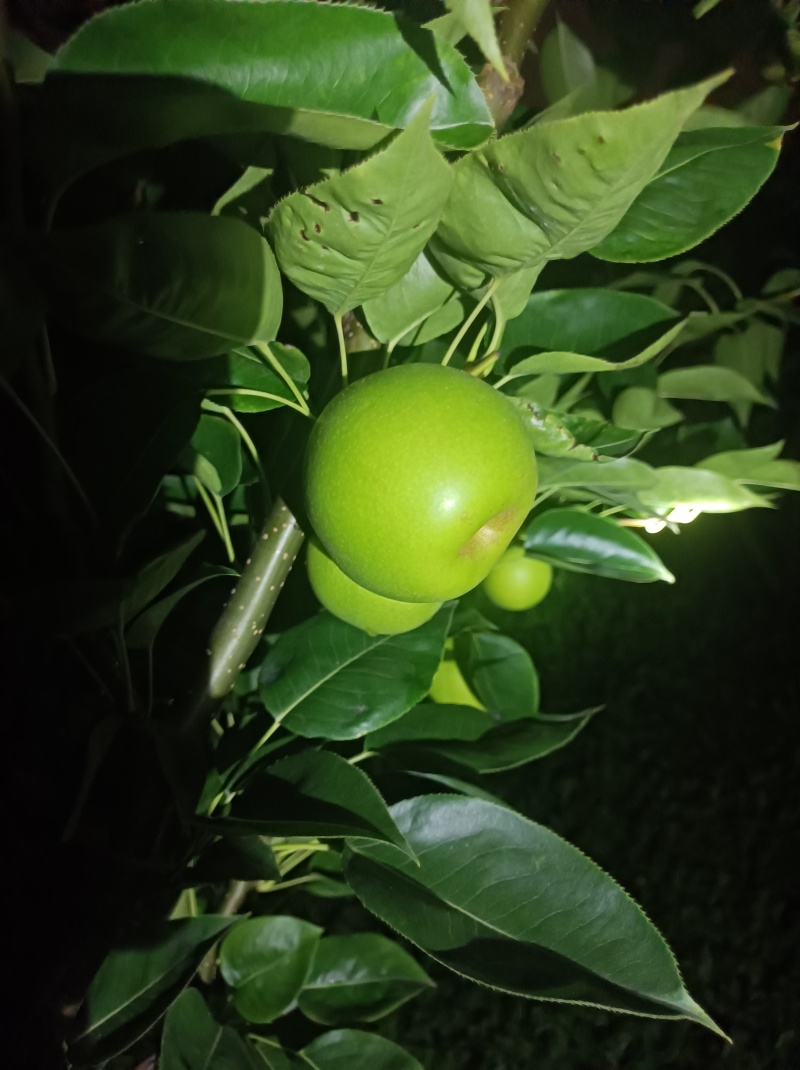 上海崇明岛早熟酥脆一号蜜梨，有机种植甜度高口感更好！