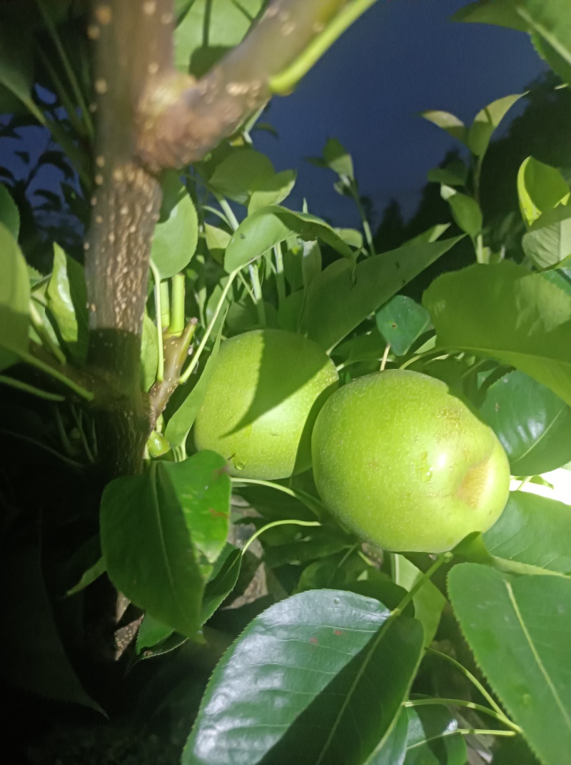 上海崇明岛早熟酥脆一号蜜梨，有机种植甜度高口感更好！