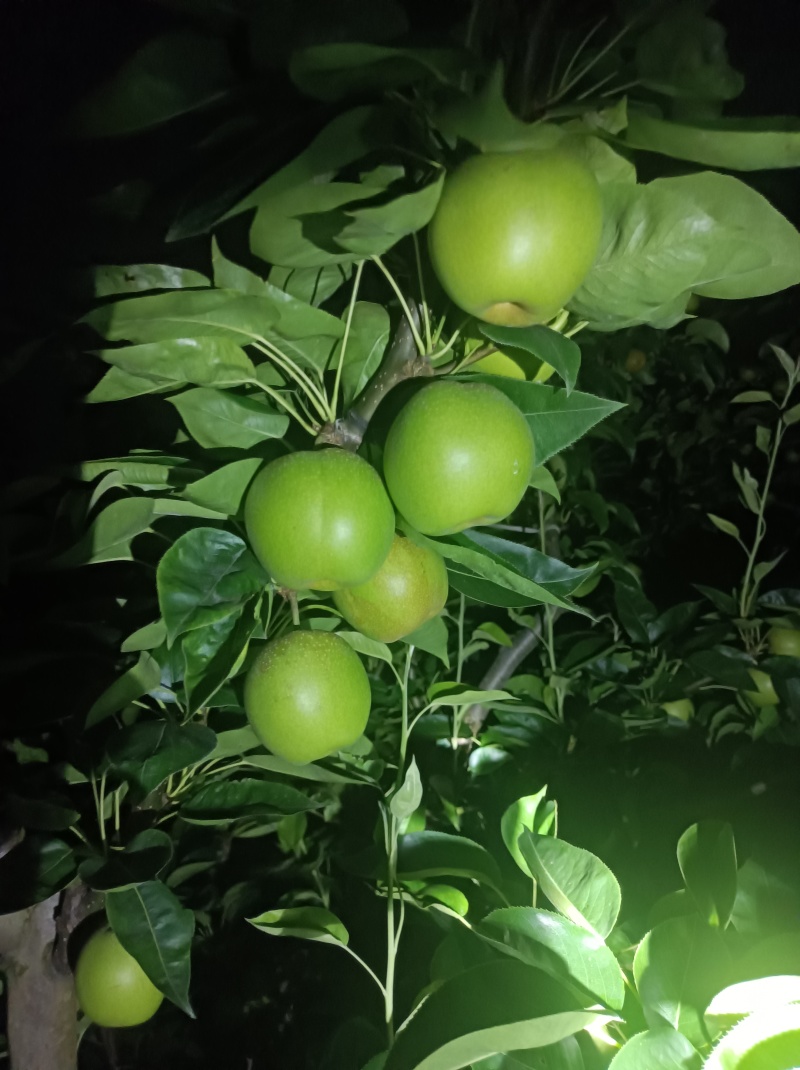 上海崇明岛早熟酥脆一号蜜梨，有机种植甜度高口感更好！