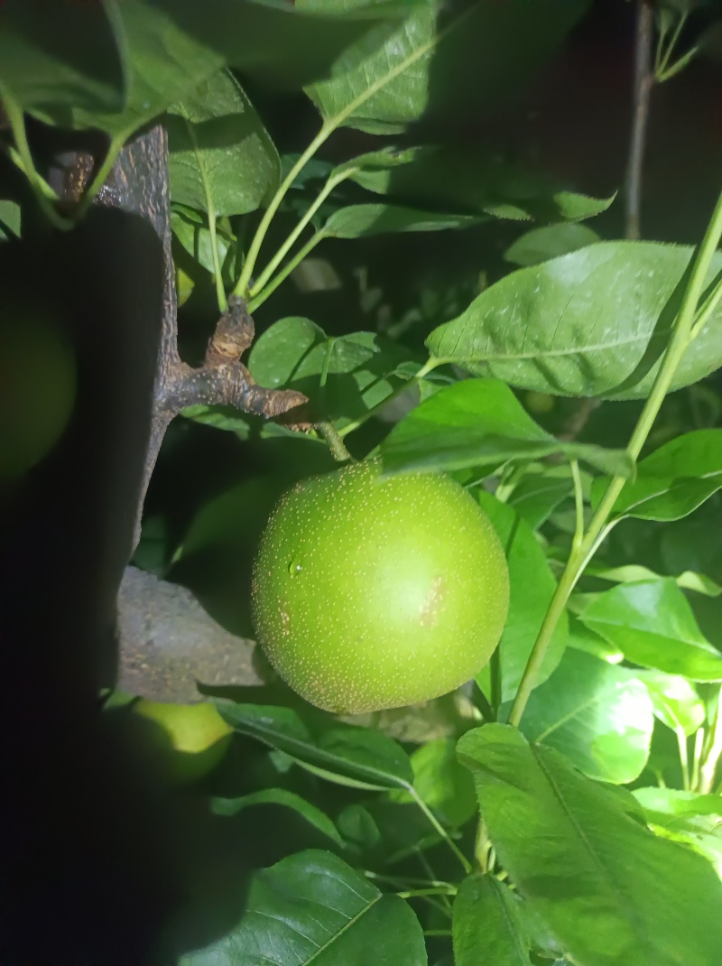 上海崇明岛早熟酥脆一号蜜梨，有机种植甜度高口感更好！