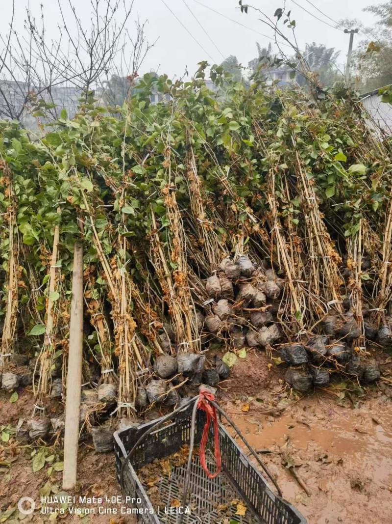 四川产地各种规格三角梅红花、紫花藤条、藤蔓类等协助装车