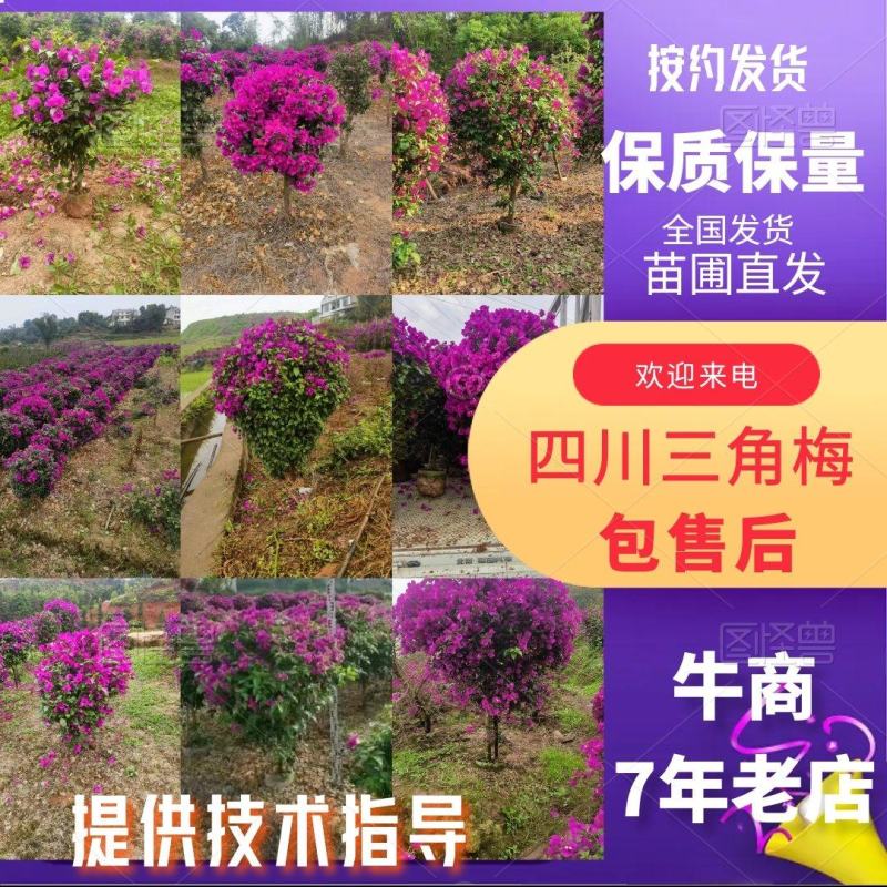 四川宜宾精品三角梅小笼子紫花(安格斯）成活率高
