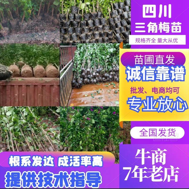 四川【三角梅】品种红花、中国红笼子球型（棒棒糖等等等）