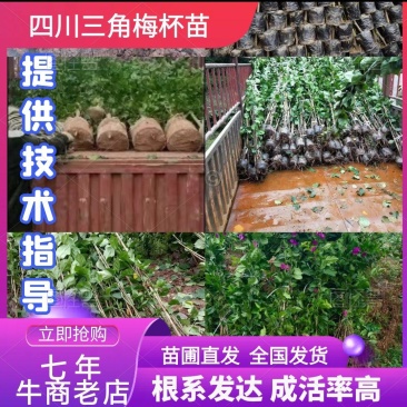 四川产地各种规格三角梅红花、紫花藤条、藤蔓类等协助装车
