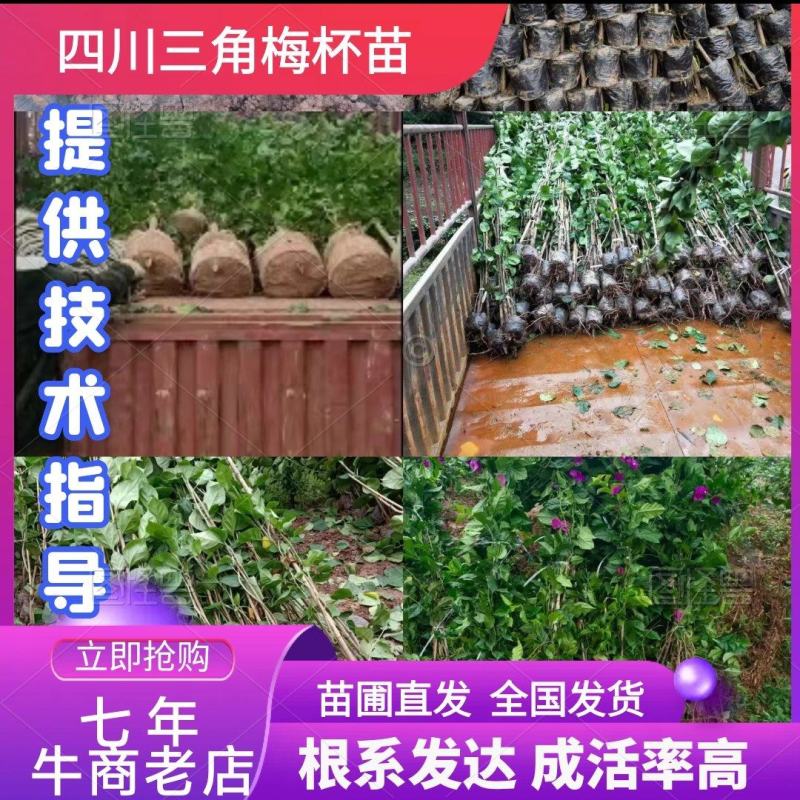 四川产地各种规格三角梅红花、紫花藤条、藤蔓类等协助装车