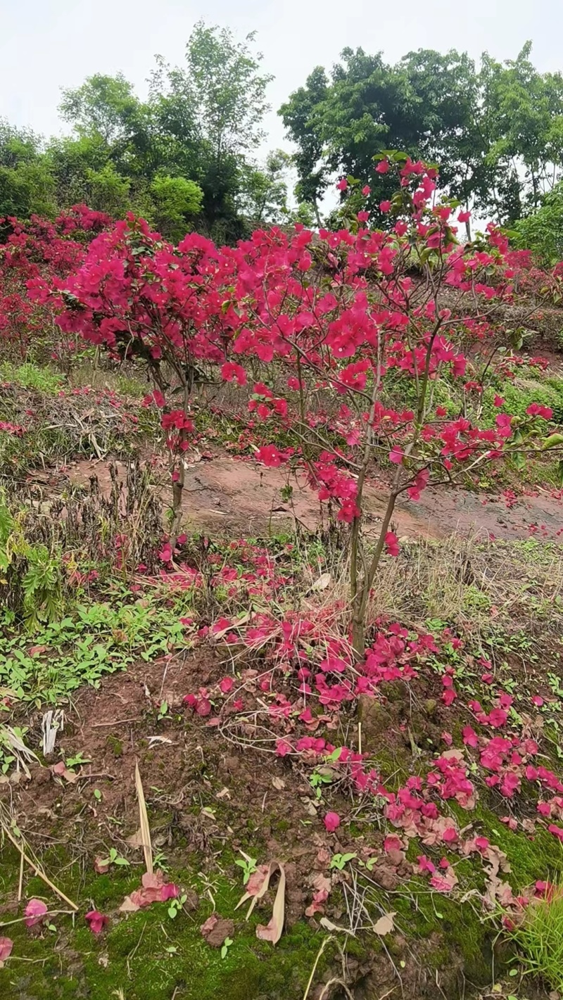 四川基地直发各种三角梅藤条、条子货、高度50-2米、