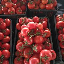 安徽怀远县西红柿大量上市，价格便宜，品质保证，诚信经营